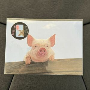 ★新品　こブタのポストカード　吹き出しシール付き★葉書　癒しのアニマル　動物　子豚