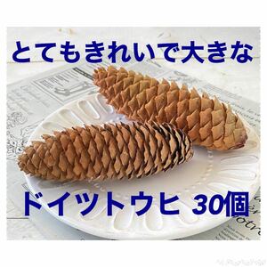 【極上品】とてもきれいで大きな ドイツトウヒ 30個 ★ 巨大松ぼっくり★ハンドメイド作品に！