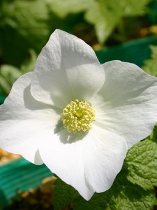 白花シラネアオイ、１株、開花見込み株、鉢植え庭植えにも適す、裸で送ります