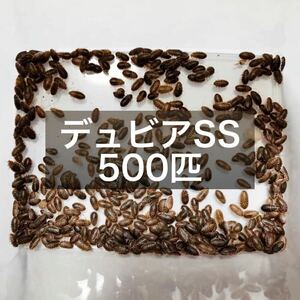 デュビア SSサイズ 0.5～1cm 500匹＋死着保証10% 送料無料