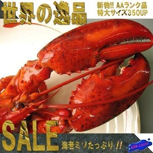 5本】特大「ボイル オマール、1尾350g位」パーティーの主役に世界の逸品を