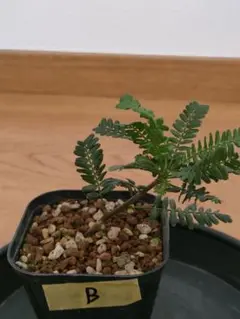 ブルセラ ミクロフィラ Bursera microphylla　挿木B