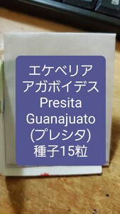 エケベリア　アガボイデス, Presita, Guanajuato プレシタ　種子15粒