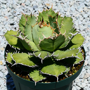 多肉植物 特大 アガベ チタノタ フィリグリー 圓葉拇指 001 特選 親株 Agave titanota filigree.