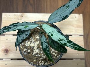 LA便 ネームド Aglaonema pictum 天照