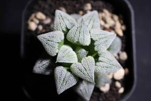 Haworthia /ピグマエア　PG20 　ハオルチア