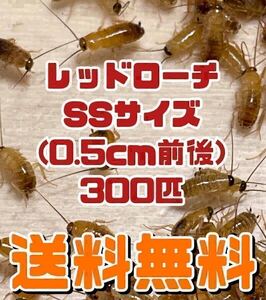 【送料無料】レッドローチSSサイズ 300匹＋死着保証10％ ★翌日到着地域限定★