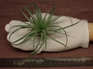 Tillandsia stricta 