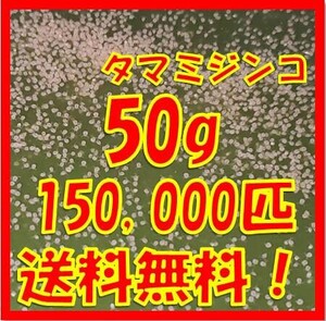 タマミジンコ 50g+α　150,000匹 (めだか金魚熱帯魚の生き餌に！)