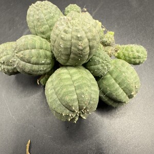 XX228 特選 Euphorbia obesa 綴化・子吹　多頭 ユーフォルビア オベサ 厳選株