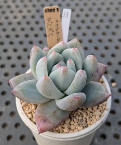 13.タパルパ×コロラータアウテンティカ【初出品】 実生苗 エケベリア 国産 多肉 Echeveria