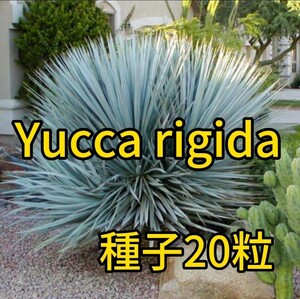 【種子】ユッカ　リギダ　種子20粒　Yucca rigida 5月入荷