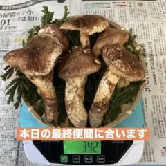 天然きのこ 松茸 国産 342g 訳あり その211