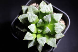 Haworthia /桜月夜 　ハオルチア