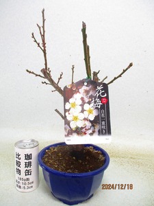 [讃岐屋緑兵衛] 梅 冬至梅 白花一重咲 (121516プラ鉢)全高：38㎝※同梱包は「まとめて取引」手続厳守※送料明記＊説明必読