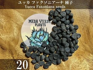 ユッカ ファクソニアーナ 種子 20粒+α Yucca Faxoniana 20 seeds+α 種