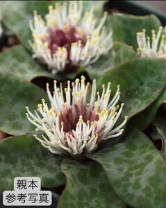 95 多肉植物 Lachenalia pusilla4本　抜き苗発送　自家繁殖