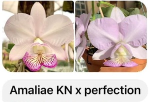 C. nobilior v. amaliae ‘KN’ x ‘Perfection’ 3