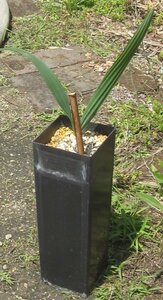 バミューダサバル（約９×９cm角鉢）