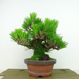 盆栽 松 黒松 樹高 約17cm くろまつ Pinus thunbergii クロマツ マツ科 常緑針葉樹 観賞用 小品 現品