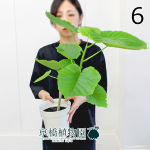 【現品】フィカス・ウンベラータ 5号（6）Ficus umbellata