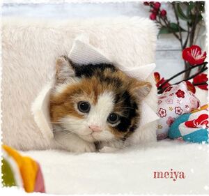 meiya 羊毛フェルト いたずらベビーにゃんこふわふわボックス☆三毛猫☆赤ちゃん猫☆リアルサイズ☆送料一律 ハンドメイド