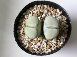 ペパーミントクリーム Lithops julii 