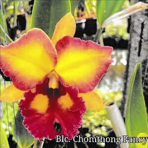 洋蘭　Rhyncholaeliocattleya Chomthong Fancy　SOH-185　リンコレリオカトレア チョムソン ファンシー