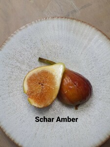 いちじく 苗木 シャーアンバー Schar Amber　7