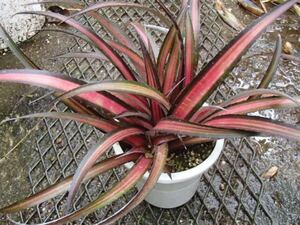 ＫＮ　クリプトベルギア　ハイブリッド　‘レッドバースト　バリエゲイテッド‘（CRYPTBERGIA hybrid `RED BURST variegated`）