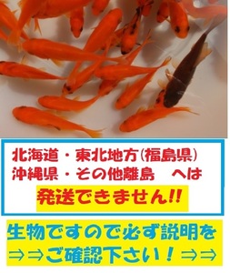 新小姉　300匹　　小姉　金魚　餌金　エサ金　コアネ　小姉