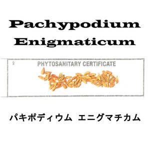 9月入荷 5粒+ パキポディウム エニグマティクム エニグマチカム 種子 種 証明書