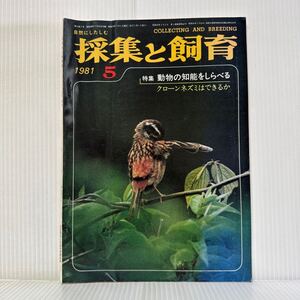 採集と飼育 1981年5月号★特集 動物の知能をしらべる/クローンネズミはできるか/ホオジロ/新緑にはえる/生物の知識・観察と実験/動植物