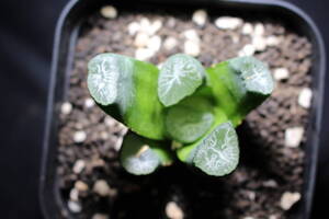 Haworthia maughanii　