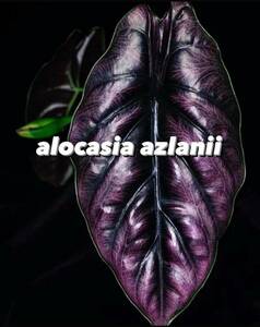 アロカシア Alocasia Azanii No2