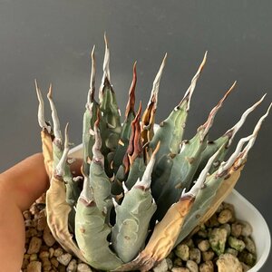 3　S　ユタエンシス １0cm　発根済み | CACTUS.TOKYO | (エボリスピナ　ネバデンシス 陽炎)　