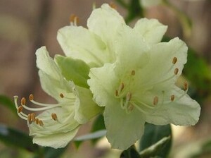 天城ヒカゲツツジ、花芽付き、1鉢、草丈３０cm前後、１８ｃｍポット植え込み