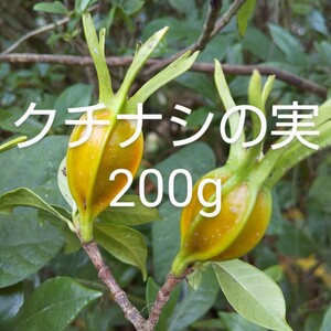 くちなしの実　約200g　新鮮 農薬不使用