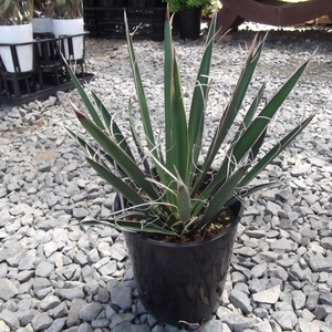 現物出品【ユッカ・カルネロサーナ＊Yucca carnerosana】７号　