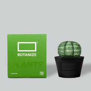 新品■BOTANIZE ボタナイズ 塊根植物 オベサ Euphorbia obesa ソフビ フィギュア MEDICOM TOY メディコムトイ■パキポディウム・グラキリス