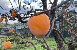 去年より大きいです♪徳島県産☆愛宕柿☆20㎏