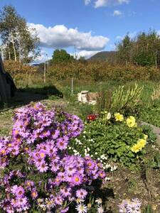 花種　アスター　宿根　花殻2個　北海道より