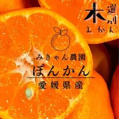 木選別✨愛媛県西宇和産　秀品ポンカン　減農薬4.5キロ　濃厚完熟