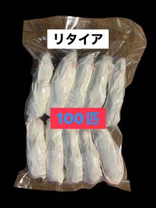 国産冷凍リタイアマウス100匹　送料込　沖縄及離島発送別料金　即日発送　同梱可能