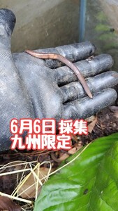 『★九州限定』90匹 　平均10cm　