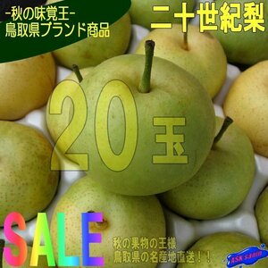 5箱、秋の味覚王、二十世紀梨「規格外品20玉」産地直送