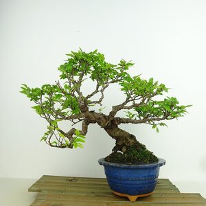 盆栽 楡欅 樹高 約20cm にれけやき Ulmus parvifolia ニレケヤキ 紅葉 ニレ科 落葉樹 観賞用 小品 現品