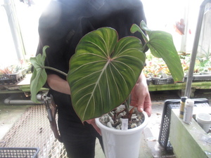 ＫＮ　１円！　フィロデンドロン　グロリオーサム　‘ゼブラ‘（PHILODENDRON GLORIOSUM `ZEBRA`）　　　0.8Ｍ以下