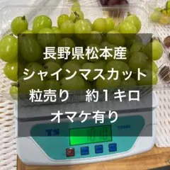 長野県松本産　シャインマスカット　粒売り　約1キロ　朝採