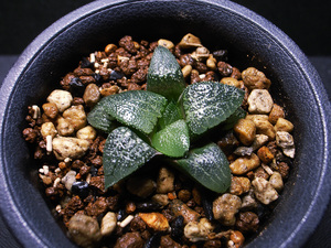 【多肉植物】ハオルチア ベイエリ × コンプトニアナ マルクス 実生 / Haworthia bayeri × comptoniana 12-370 36067210 G. marx Seedling